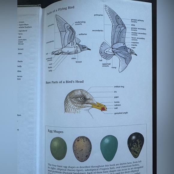 Vintage Edition The Sibley Guide To Bird Life And Behavior p. 2001 - Picture 6 of 11